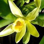 Цветок таитянской ванили