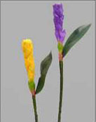 Цветок гавайского имбиря