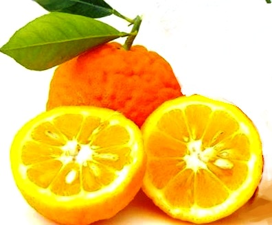 Апельсин горький