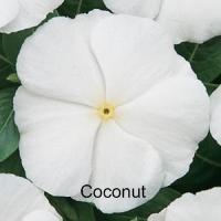Цветок кокоса
