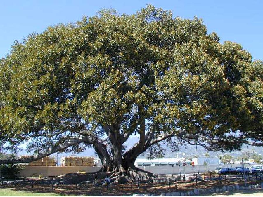 Дерево смоквы