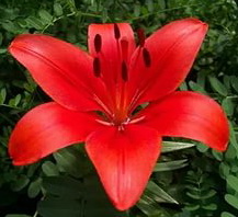 Красная лилия