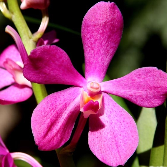 Орхидея Мокара