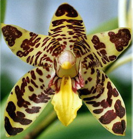 Африканская орхидея
