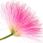 Цветок шелкового дерева