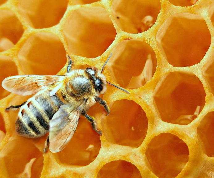 Пчелиный воск