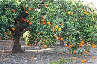 Древесина апельсинового дерева
