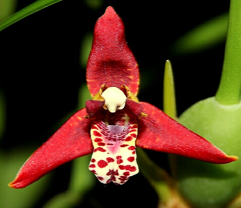 Кокосовая орхидея