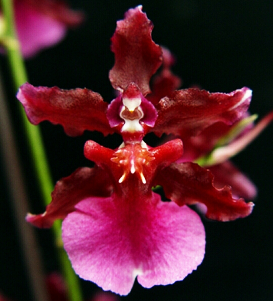 Орхидея "Sharry Baby"