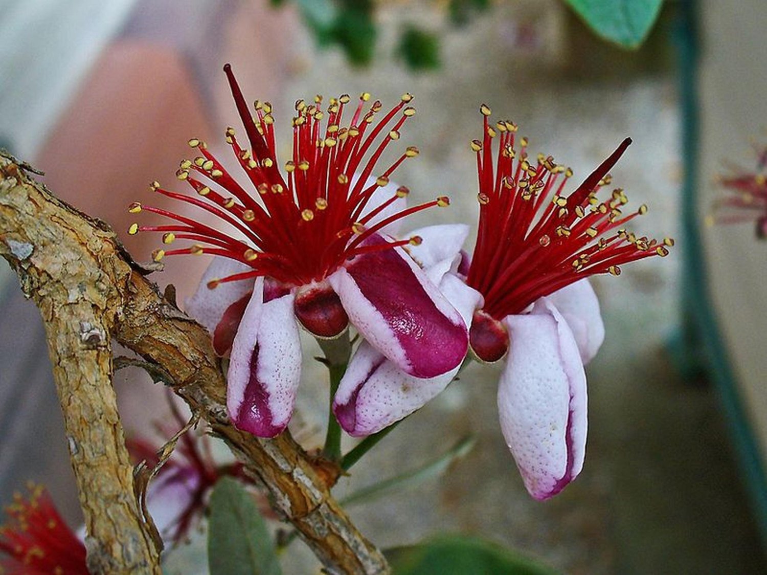 Цветок гуавы