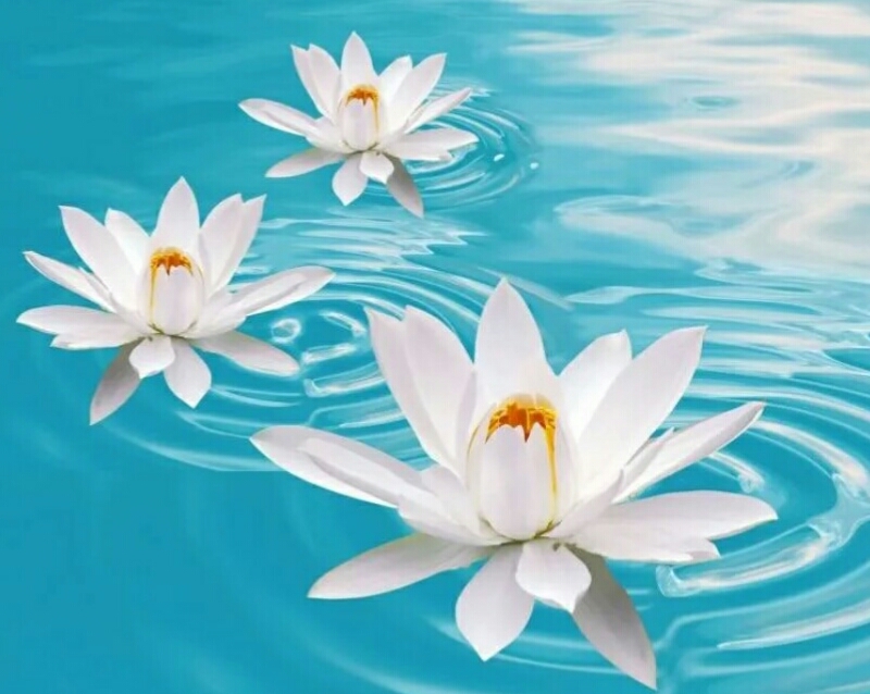 Водяные цветы