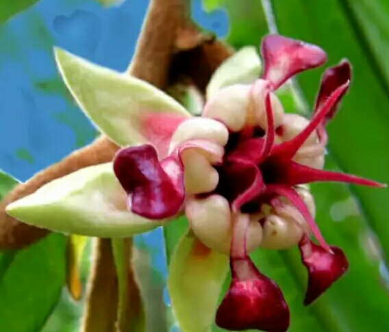 Цветок какао