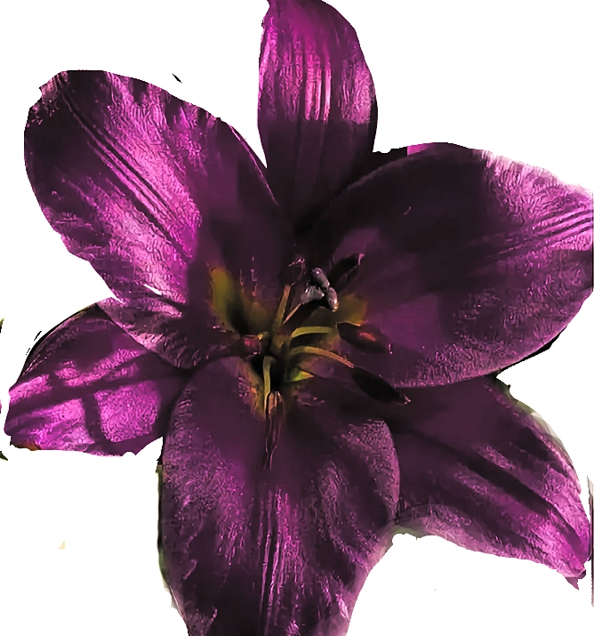 Пурпурная лилия
