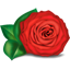 Прекрасная роза