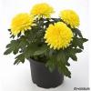 Прикрепленное изображение: Желтая-crizantema.jpg