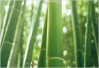 Прикрепленное изображение: bambou-220.jpg