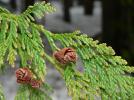 Прикрепленное изображение: 800px-Thuja_plicata_43570.JPG