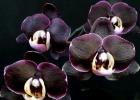 Прикрепленное изображение: falenopsis-Ever-Spring-Prince-Black.jpg