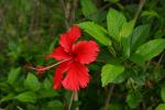 Прикрепленное изображение: Hibiscus_rosa-sinensis_flower_2.JPG