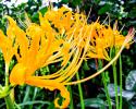 Прикрепленное изображение: autum3-Lycoris-aurea-12.jpg.pagespeed.ce.78RaMZYbCV.jpg