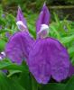 Прикрепленное изображение: Roscoea-auriculata.jpg