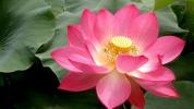 Прикрепленное изображение: pink_lotus_1600x900.jpg