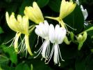 Прикрепленное изображение: honeysuckle.jpg