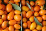 Прикрепленное изображение: Kumquats.jpg