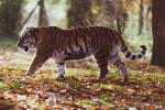 Прикрепленное изображение: Timur-Tiger-1800x1200_1800x1800.jpg