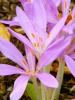 Прикрепленное изображение: Colchicum_autumnale_at_the_U.S._Botanic_Gardens_-_Sarah_Stierch.jpg
