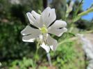 Прикрепленное изображение: 800px-Silene_Tomentosa.jpg