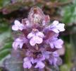 Прикрепленное изображение: 800px-Ajuga_reptans_atropurpurea_0.7_R-2.jpg