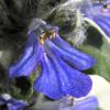 Прикрепленное изображение: Ajuga_reptans20090519_26.jpg