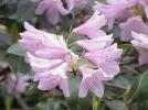 Прикрепленное изображение: Rhododendron_aechmophyllum0.jpg