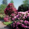 Прикрепленное изображение: rhododendron.jpg