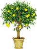 Прикрепленное изображение: Лимонное дерево.jpg
