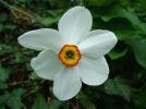 Прикрепленное изображение: Pheasants-Eye-Daffodil.jpg