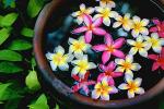 Прикрепленное изображение: Plumeria_Water_512185_600x400.jpg