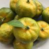 Прикрепленное изображение: Japanese-Citrus-shikuwasa-6-seeds-citrus-depressa-_1 (1).jpg