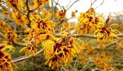 Прикрепленное изображение: witch-hazel-hemorrhoids.jpg