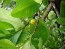 Прикрепленное изображение: 1024px-Colcoca04.jpg