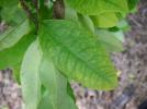 Прикрепленное изображение: 1024px-Colcoca02.jpg