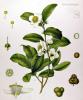 Прикрепленное изображение: Camellia_sinensis_-_Köhler–s_Medizinal-Pflanzen-025.jpg