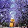 Прикрепленное изображение: jacaranda-_1_.jpg