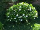 Прикрепленное изображение: rubiaceae-gardenia-jasminoc3afdes-jasmin-du-cap.jpg