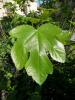 Прикрепленное изображение: fig-tree-leaf-branch.jpg