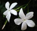 Прикрепленное изображение: Jasminum-grandiflorum.jpg