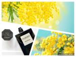 Le Couvent des Minimes, Mimosa