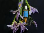 Boellis, Iris Di Capri