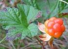 Прикрепленное изображение: 220px-Rubus_chamaemorus_close-up.JPG